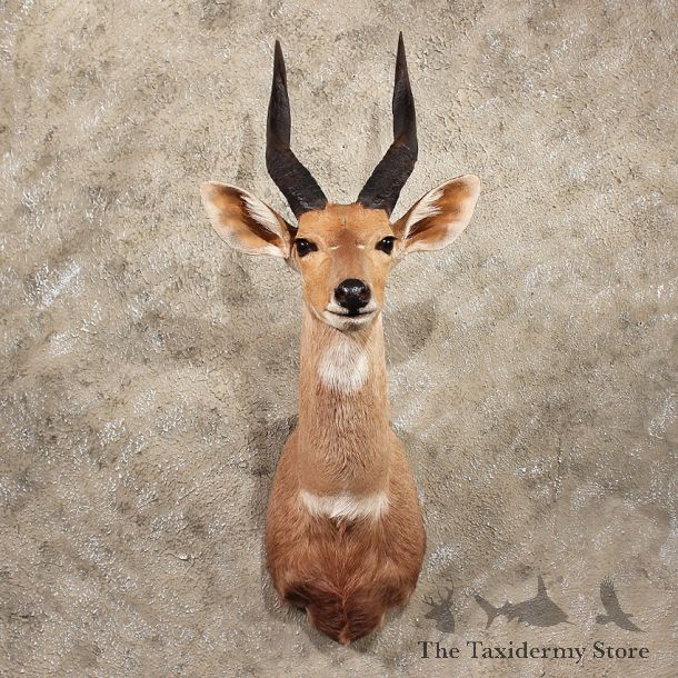 African Bushbuck Shoulder #11391 - For Sale - The Taxidermy Store
