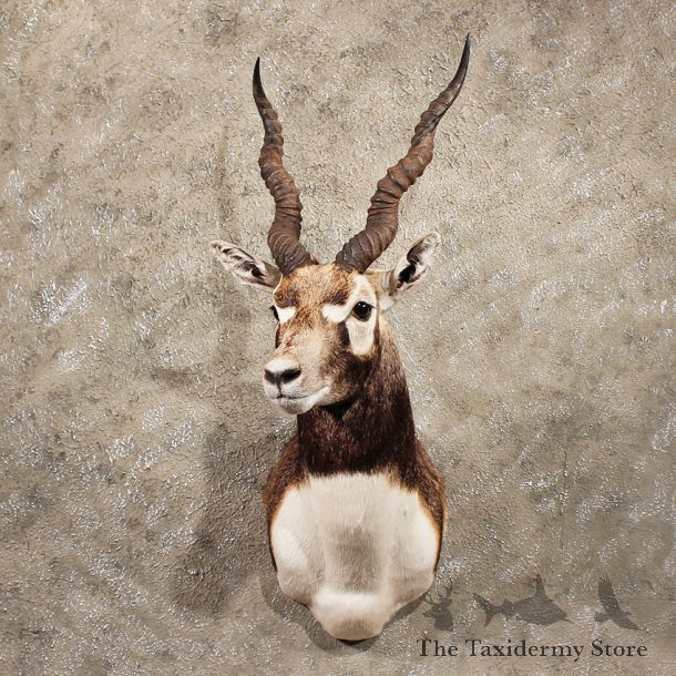 India Blackbuck Shoulder Mount #11392 - For Sale - The Taxidermy Store