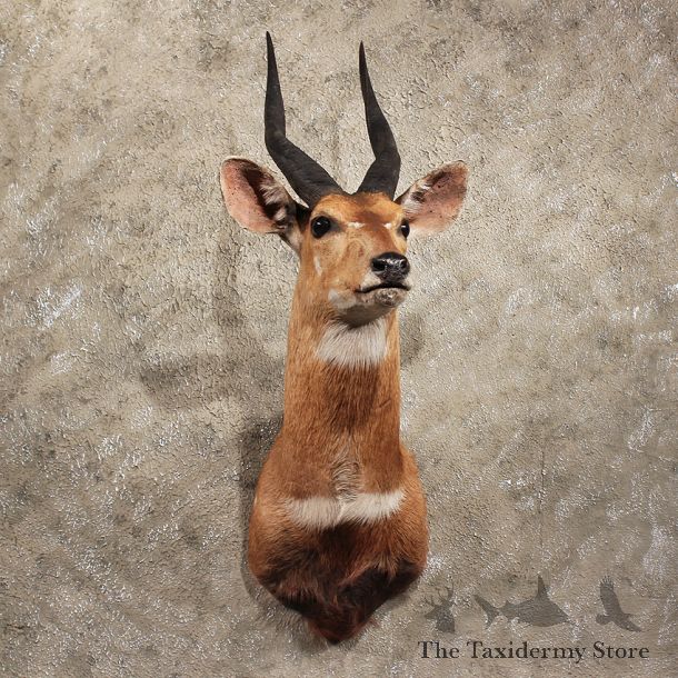 African Bushbuck Shoulder #11394 - For Sale - The Taxidermy Store