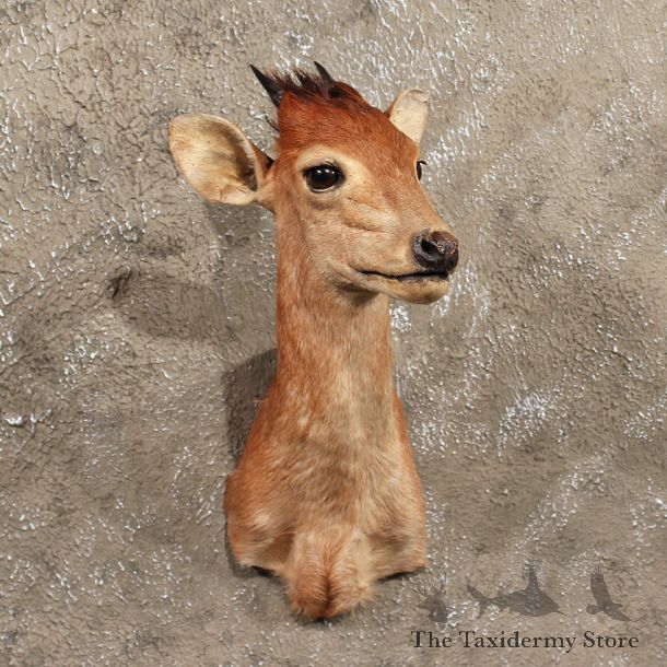 African Bay Duiker Shoulder #11395 - For Sale - The Taxidermy Store