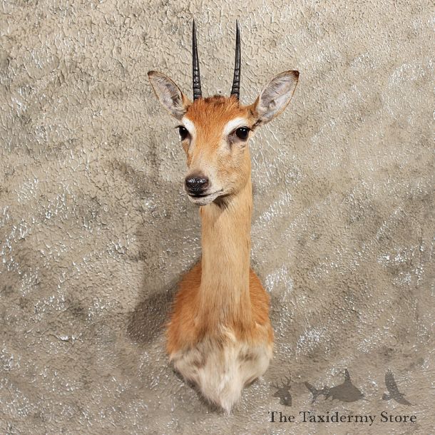 Central Oribi Taxidermy Shoulder Mount For Sale #11397 - For Sale - The Taxidermy Store
