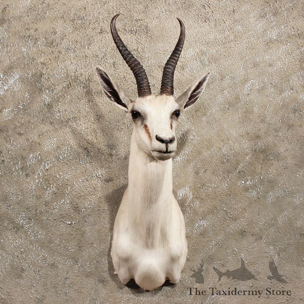 For Sale - African White Springbok Mount #11401 - The Taxidermy Store