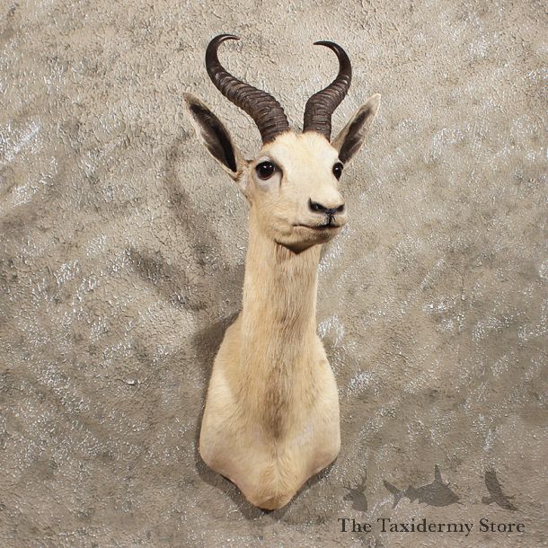 African White Springbok Shoulder Mount #11404 - For Sale - The Taxidermy Store