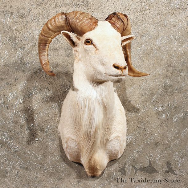 White Corsican Ram