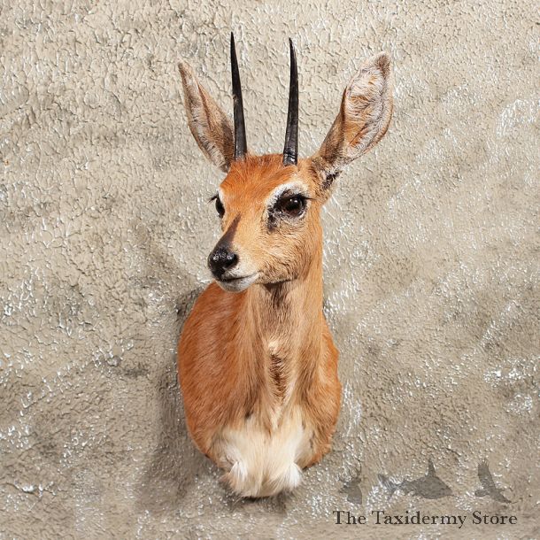African Steenbok Shoulder Mount #11407 - For Sale - The Taxidermy Store
