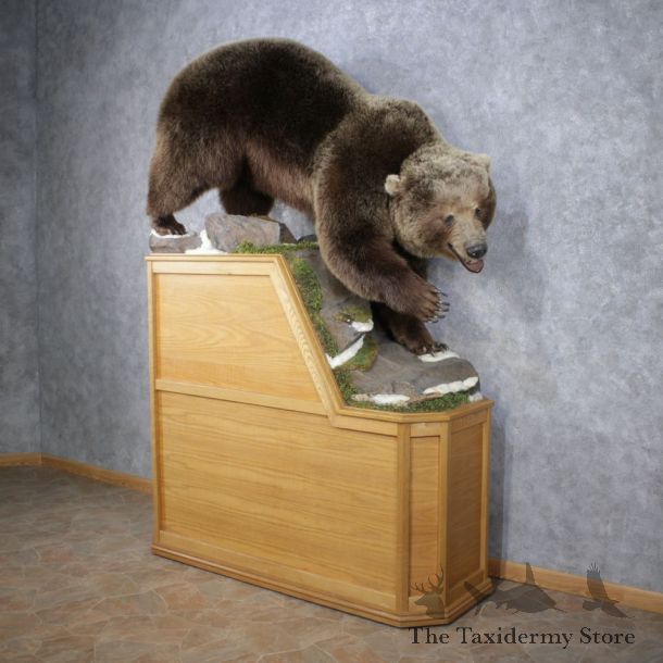 Grizzle Bear Life Size Taxidermy Mount #12507 For Sale @ The Taxidermy Store