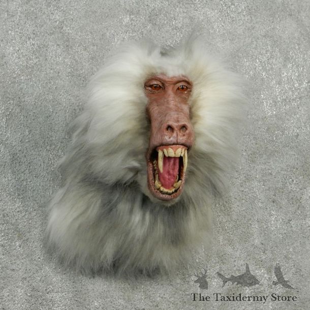 Hamadryus Baboon Taxidermy Shoulder Mount #12916 For Sale @ The Taxidermy Store