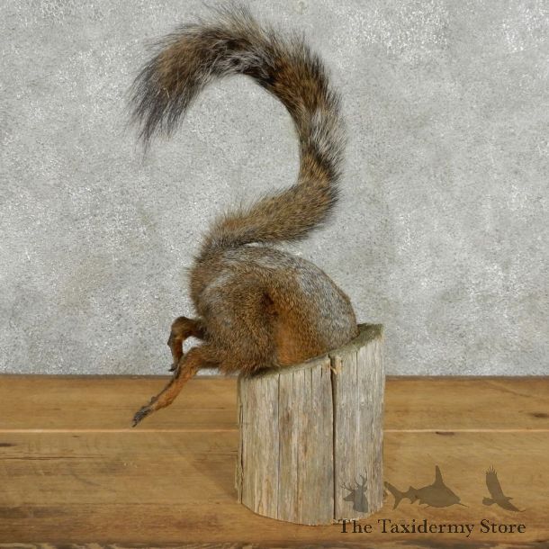 Novelty Curious Grey Squirrel Taxidermy #13057 For Sale @ The Taxidermy Store