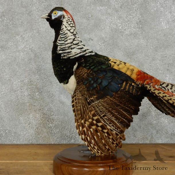 Lady Amherst Pheasant Taxidermy Mount #13099 For Sale @ The Taxidermy Store