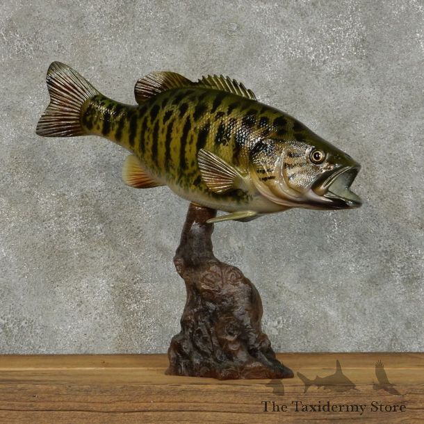 Smallmouth Bass Life Size Taxidermy Mount #13123\4 For Sale @ The Taxidermy Store