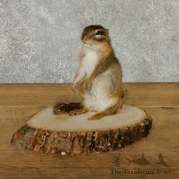 Standing Chipmunk Taxidermy Mount #13197 For Sale @ The Taxidermy Store