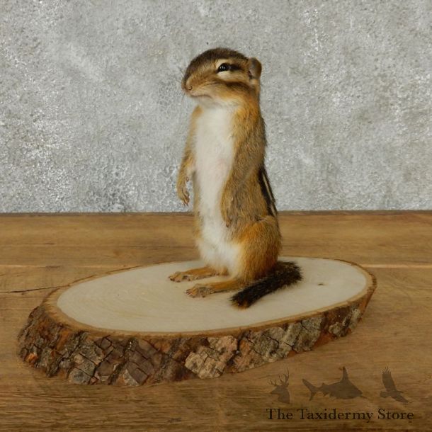 Standing Chipmunk Taxidermy Mount #13198 For Sale @ The Taxidermy Store