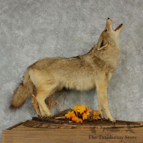 Howling Coyote Taxidermy Mount #13203 For Sale @ The Taxidermy Store