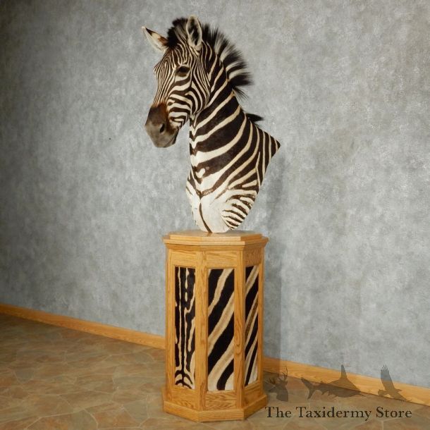 African Zebra Pedestal Taxidermy Mount #13242 For Sale @ The Taxidermy Store