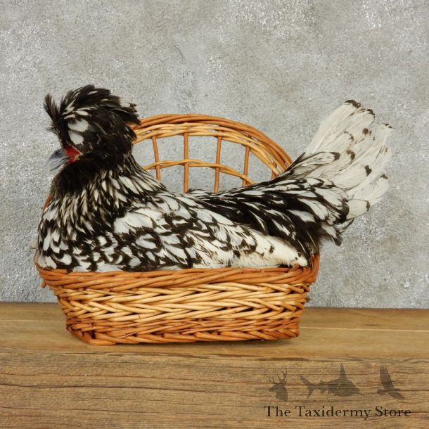 Polish Chicken Taxidermy Mount #13278 For Sale @ The Taxidermy Store