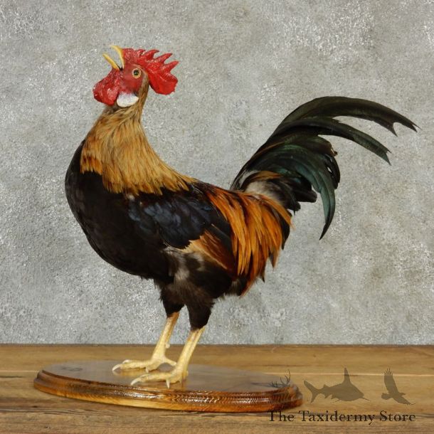 Standing Rooster Taxidermy Mount #13280 For Sale @ The Taxidermy Store