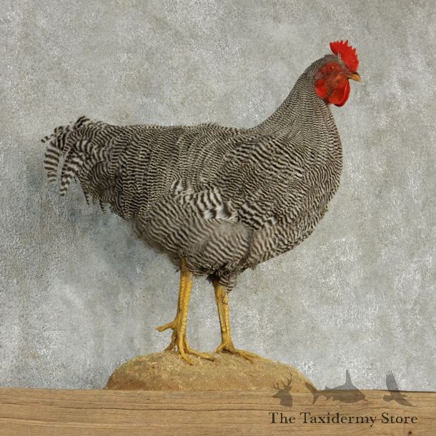 Plymouth Rock Chicken Life-Size Taxidermy Mount #13290 For Sale @ The Taxidermy Store