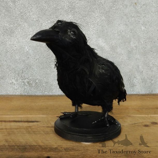 Reproduction “Three Eyed Crow” Taxidermy Mount #13370 For Sale @ The Taxidermy Store