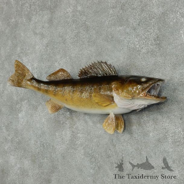 Walleye Pike Taxidermy Fish Mount #13405 For Sale @ The Taxidermy Store