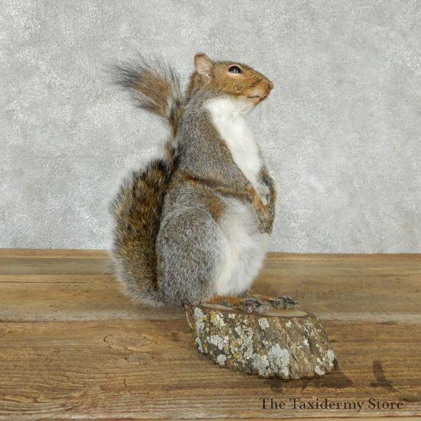 Standing Grey Squirrel Life Size Mount #13431 For Sale @ The Taxidermy Store