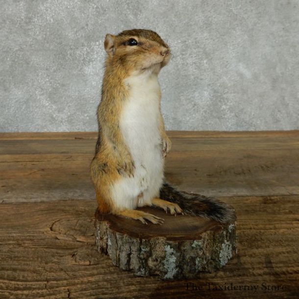 Standing Chipmunk Life Size Mount #13435 For Sale @ The Taxidermy Store