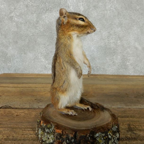 Standing Chipmunk Life Size Mount #13437 For Sale @ The Taxidermy Store