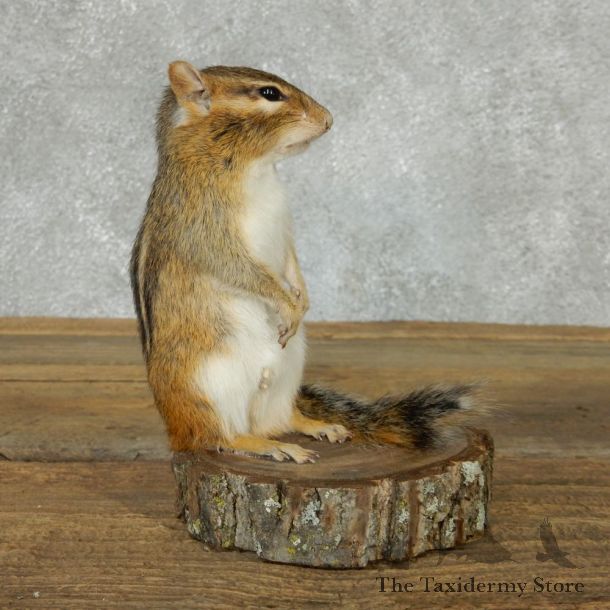 Standing Chipmunk Life Size Mount #13438 For Sale @ The Taxidermy Store