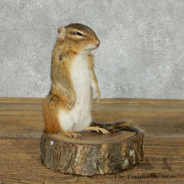 Standing Chipmunk Life Size Mount #13439 For Sale @ The Taxidermy Store