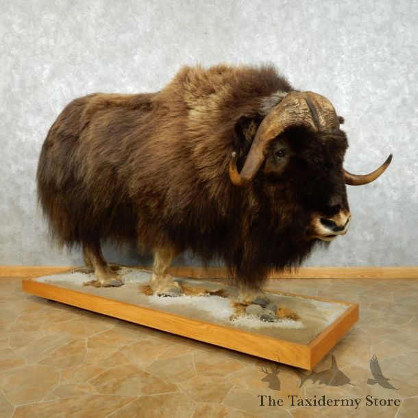 North American Muskox Life Size Mount #13461 For Sale @ The Taxidermy Store