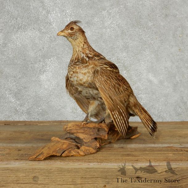 Ruffed Grouse Life-Size Mount #13519 For Sale @ The Taxidermy Store