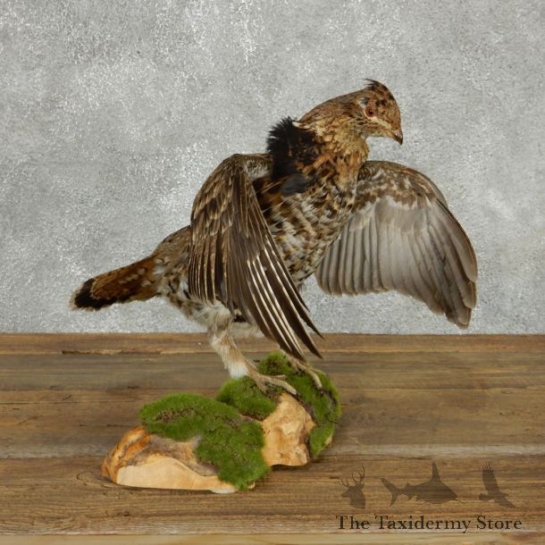Drumming Ruffed Grouse Life-Size Mount #13520 For Sale @ The Taxidermy Store