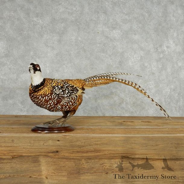 Standing Reeves Pheasant Life-Size Mount #13521 For Sale @ The Taxidermy Store