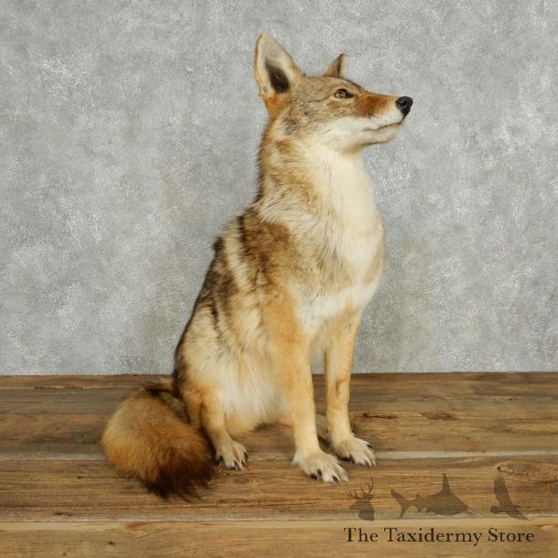 Standing Coyote Life Size Mount #13549 For Sale @ The Taxidermy Store
