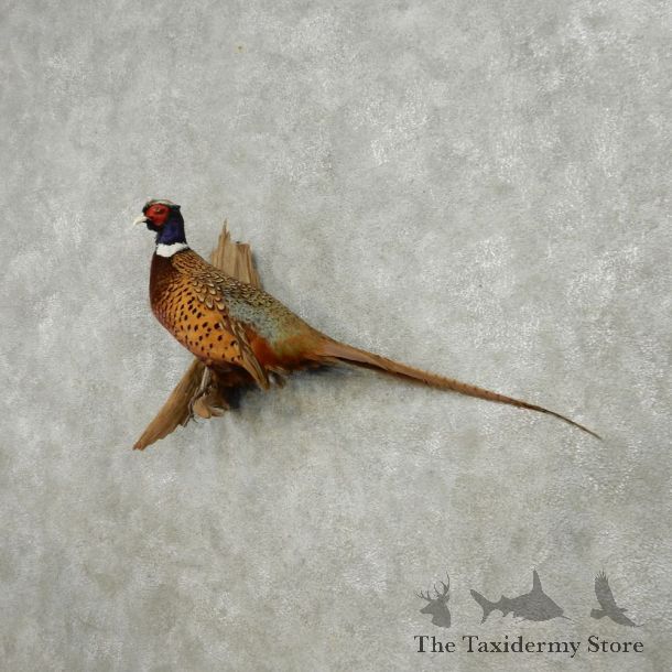 Perched Ringneck Pheasant Life Size Mount #13562 For Sale @ The Taxidermy Store