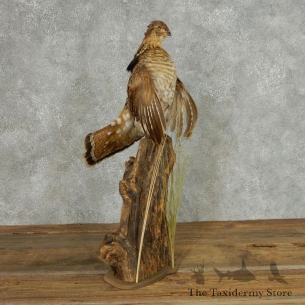 Perched Ruffed Grouse Mount #13677 For Sale @ The Taxidermy Store