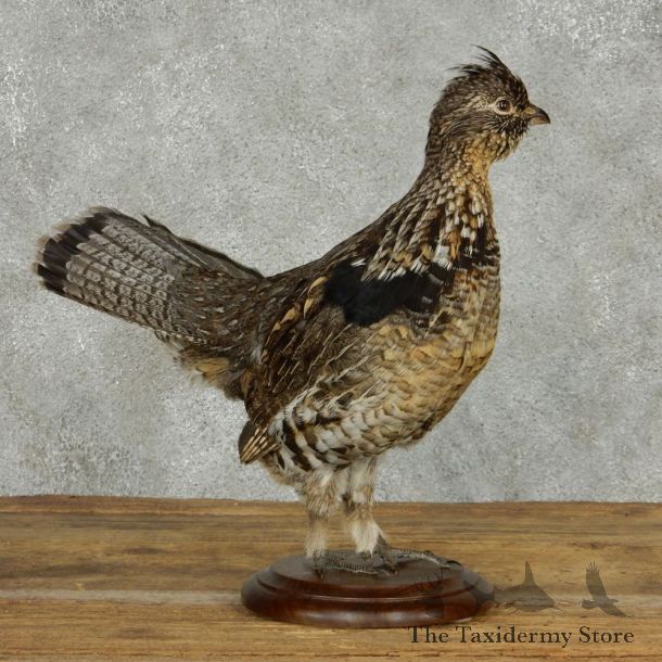 Standing Ruffed Grouse Life Size Taxidermy Mount #13694 For Sale @ The Taxidermy Store