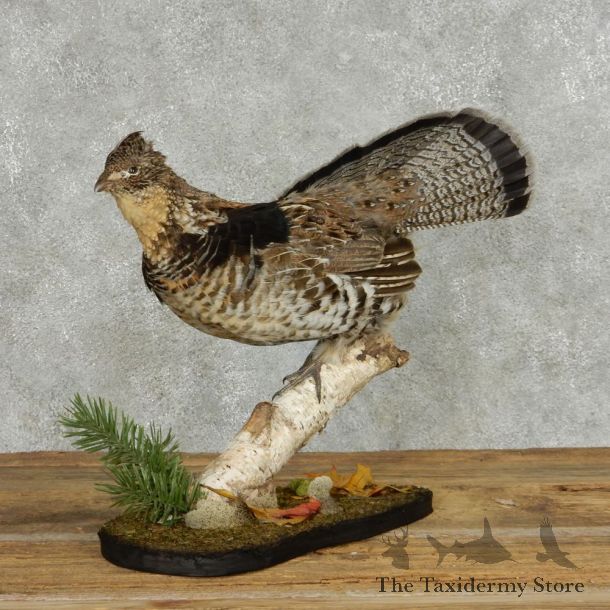 Standing Ruffed Grouse Life Size Taxidermy Mount #13703 For Sale @ The Taxidermy Store