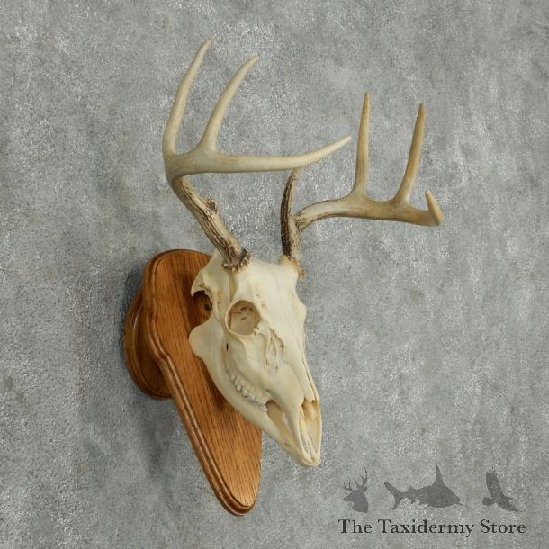 Whitetail Deer Skull & Antler European Mount #13768 For Sale @ The Taxidermy Store