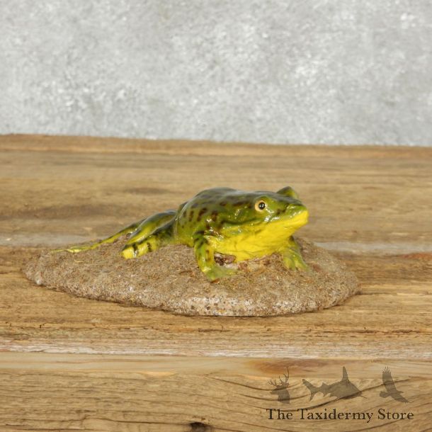 Bull Frog Replica Reproduction Mount For Sale #14164 @ The Taxidermy Store