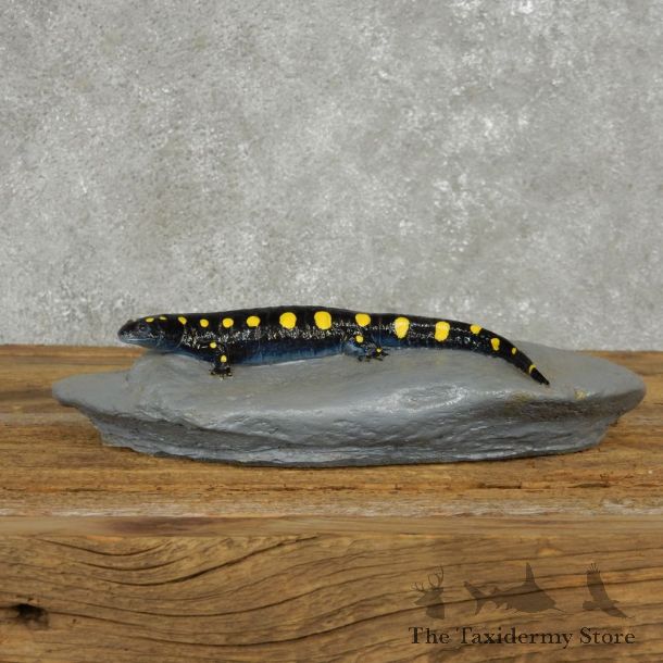 Salamander Replica Reproduction Mount For Sale #14165 @ The Taxidermy Store