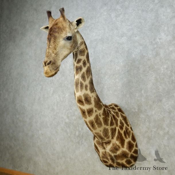 African Giraffe Shoulder Mount For Sale #15091 @ The Taxidermy Store
