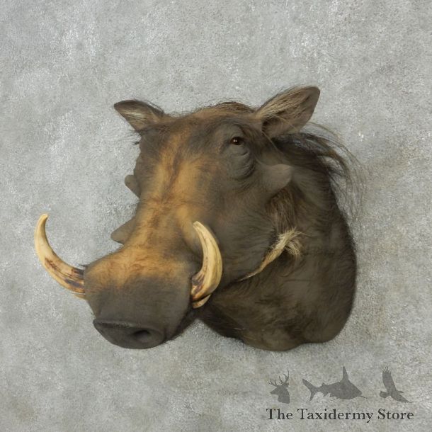 African Warthog Shoulder Mount For Sale #15130 @ The Taxidermy Store