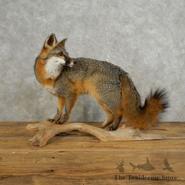 Gray Fox Life-Size Taxidermy Mount For Sale
