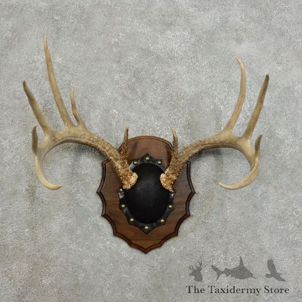 Whitetail Deer Antler Plaque For Sale #15993 @ The Taxidermy Store