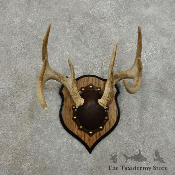 Whitetail Deer Antler Plaque For Sale #15994 @ The Taxidermy Store
