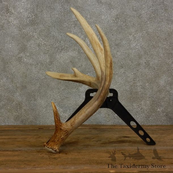 Whitetail Deer Antler Shed For Sale #16028 @ The Taxidermy Store