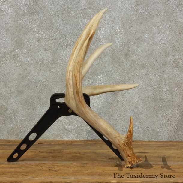 Whitetail Deer Antler Shed For Sale #16029 @ The Taxidermy Store