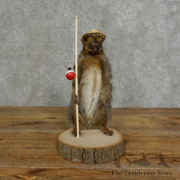 Fishing Squirrel Novelty Mount For Sale #16112 @ The Taxidermy Store