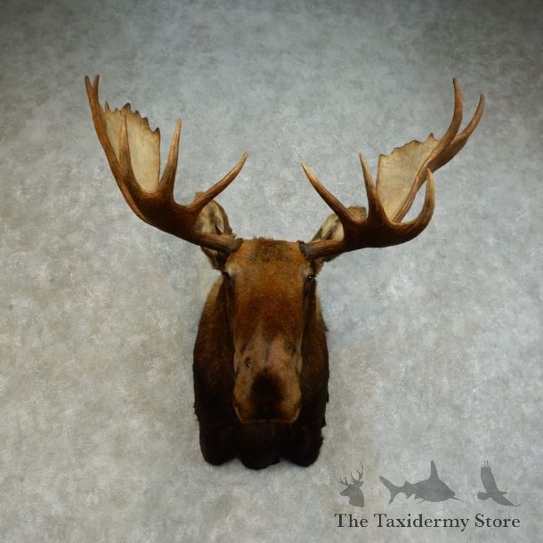 Alaskan Yukon Moose Shoulder Mount For Sale #16276 @ The Taxidermy Store