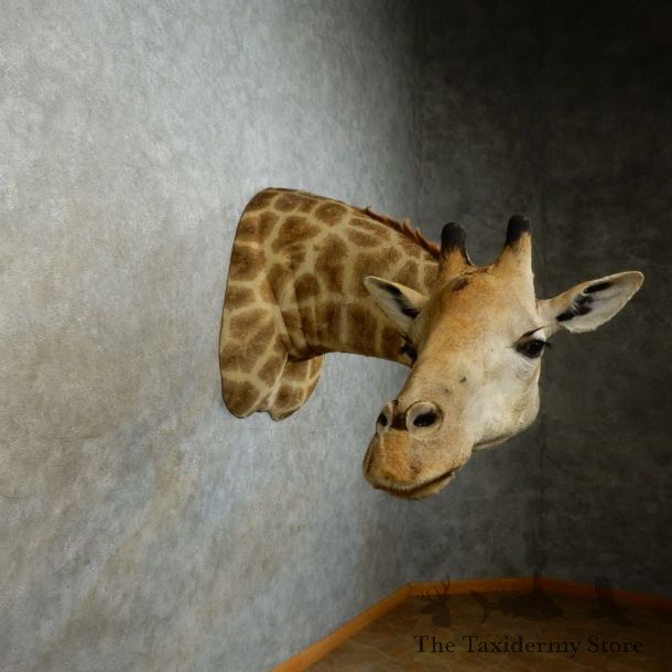 African Giraffe Shoulder Mount For Sale #16337 @ The Taxidermy Store